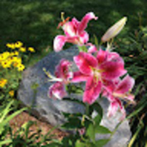 Meet your Posher, Anne